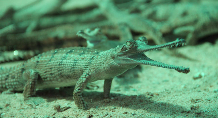 Chambal most safe place for Alligator