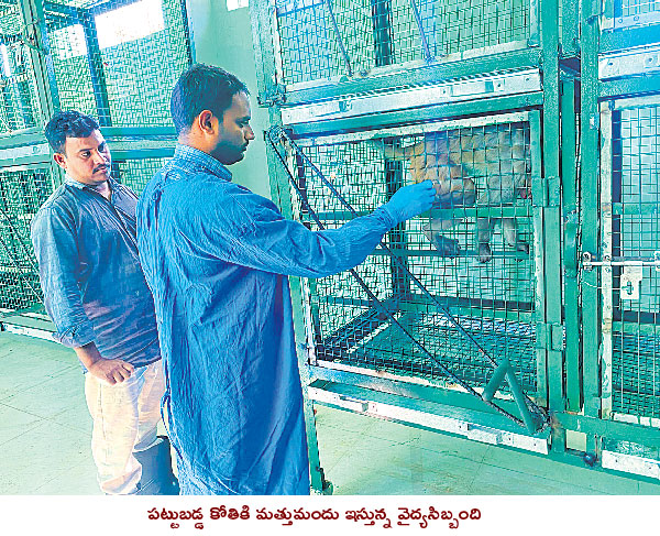 State government measures to control monkeys