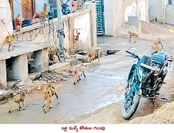 State government measures to control monkeys