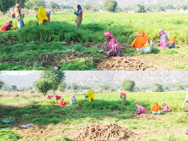 राजस्थान के किसान, कृषि कानून पर राजस्थान के किसानों की राय, कृषि आंदोलन पर किसानों का क्या कहना है, जयपुर की लेटेस्ट न्यूज, राजस्थान हिंदी न्यूज, jaipur latest news, rajathan latest news, Farmer opinion on agricultural law