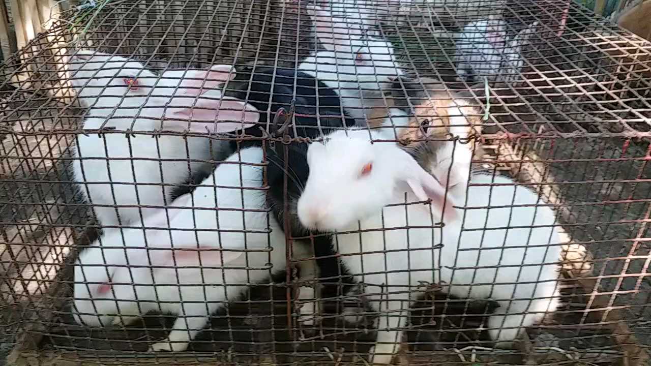 rabbit farming