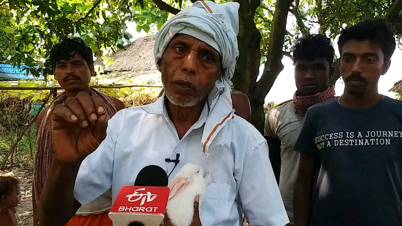 rabbit farming