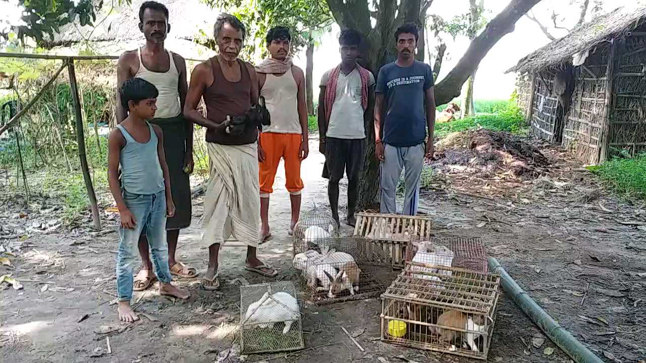 rabbit farming