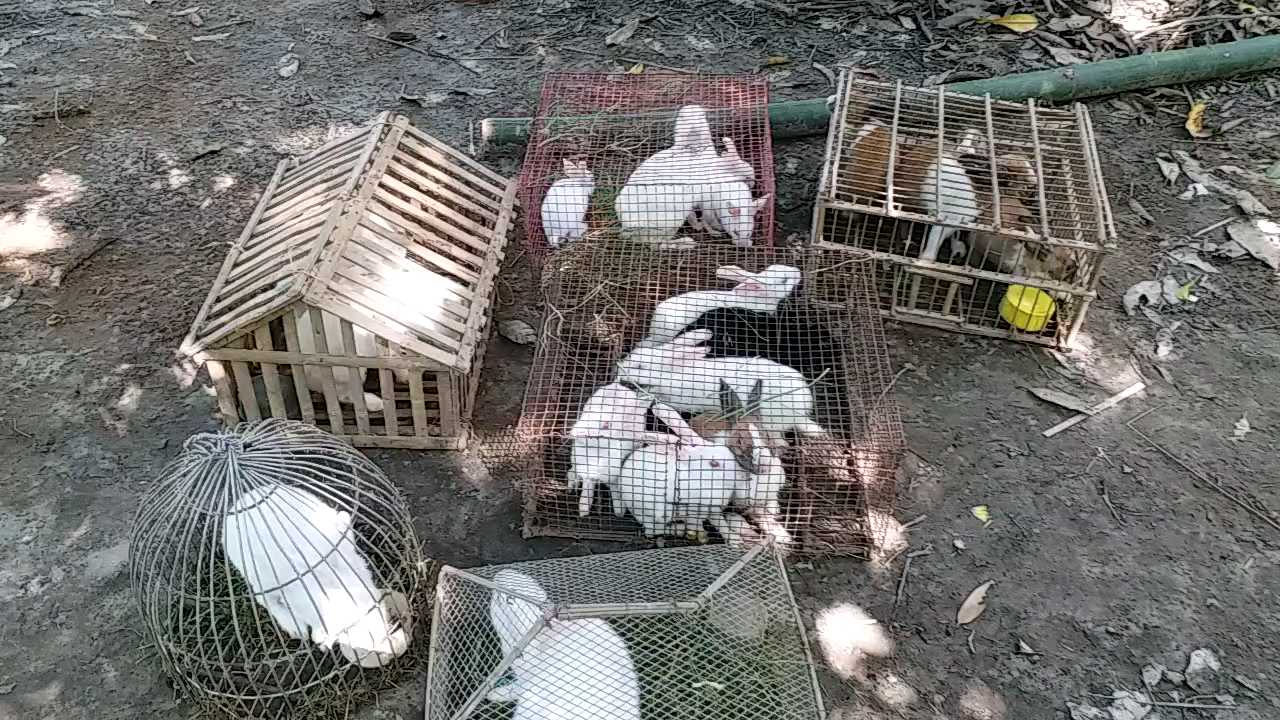 rabbit farming