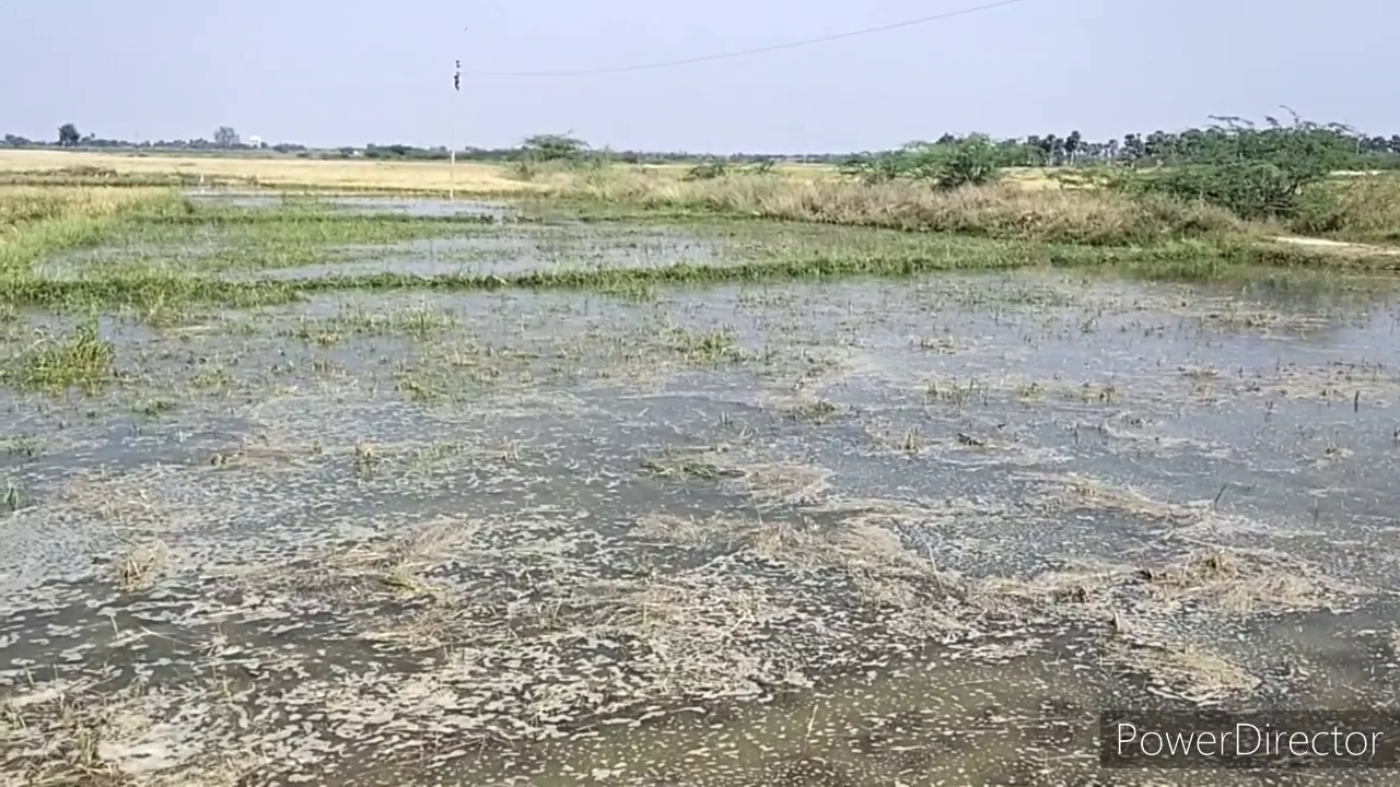 crops submerged due to rds canal in jogulamba gadwal district