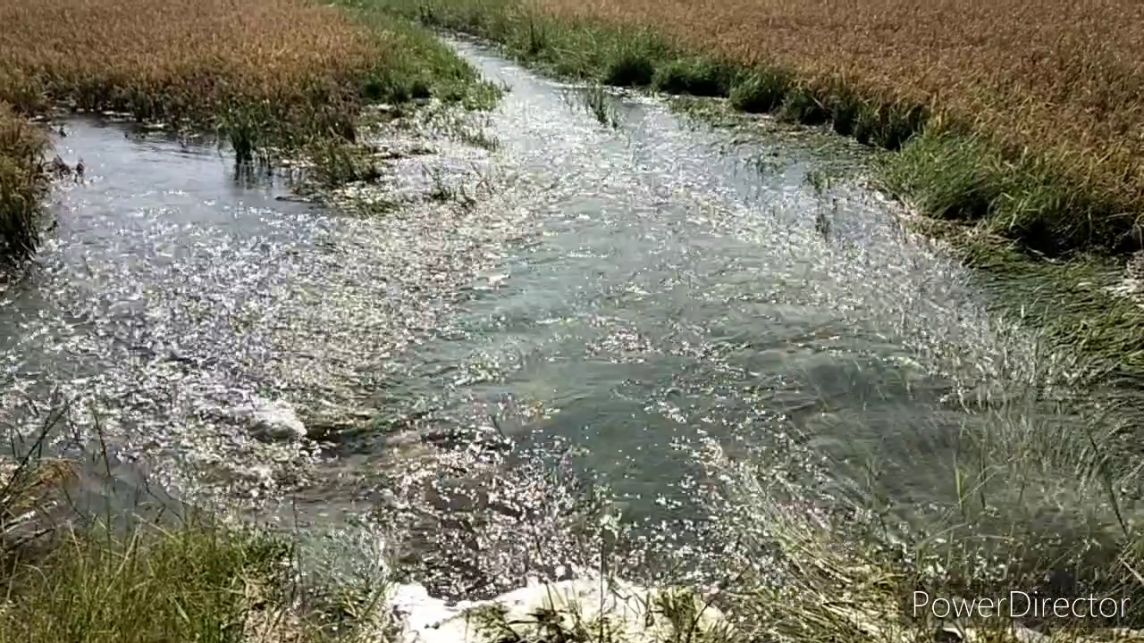 crops submerged due to rds canal in jogulamba gadwal district