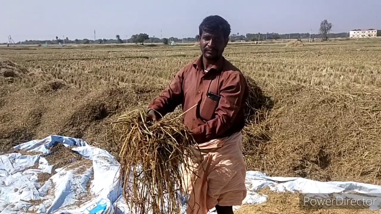 crops submerged due to rds canal in jogulamba gadwal district