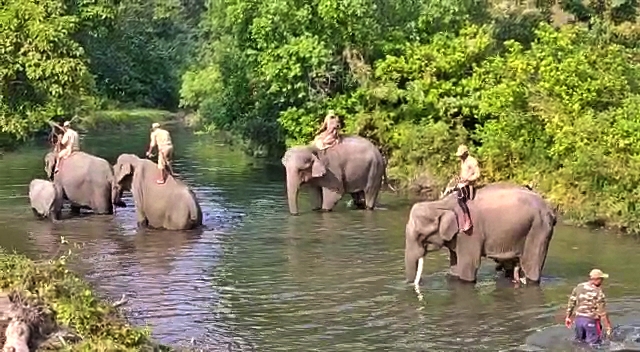 elephant show in manah national park