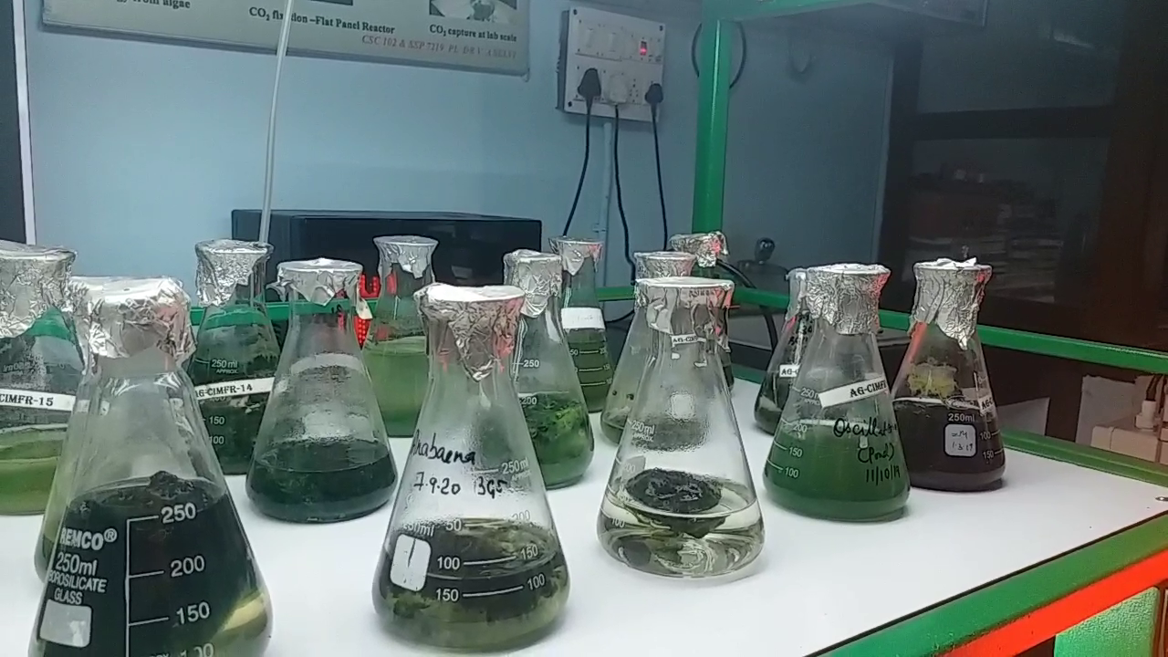 food products from algae