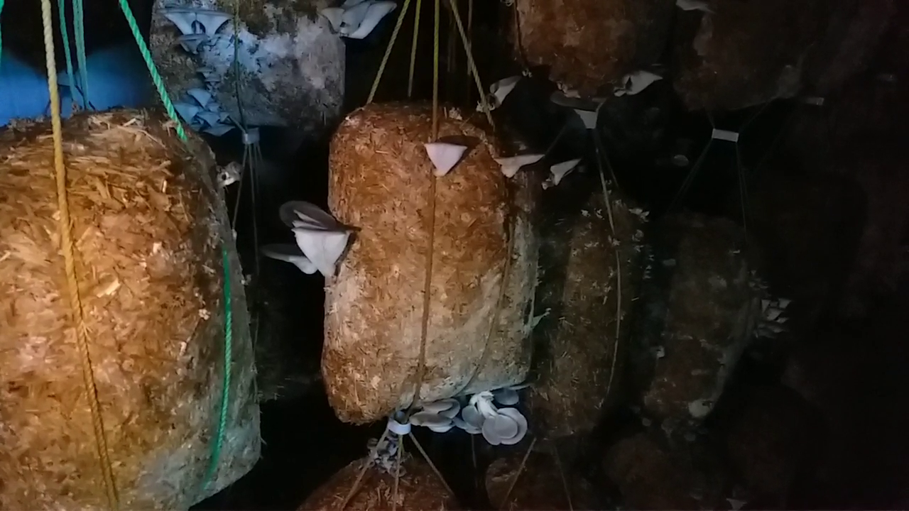 The most expensive variety of mushrooms, Mushroom farming Sikar Rajasthan, Mushroom King farmer Motaram Sharma, Mushroom vegetable sikar, Asia's largest plant of mushrooms, cordyceps mashroom in rajasthan, Mushroom Cultivation in Rajasthan