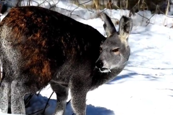 musk deer seen in Lahaul