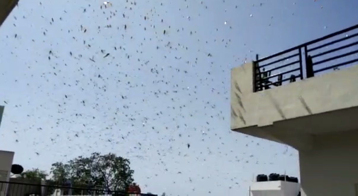 Locust swarms will continue to enter India till mid July: Dr KL Gurjar