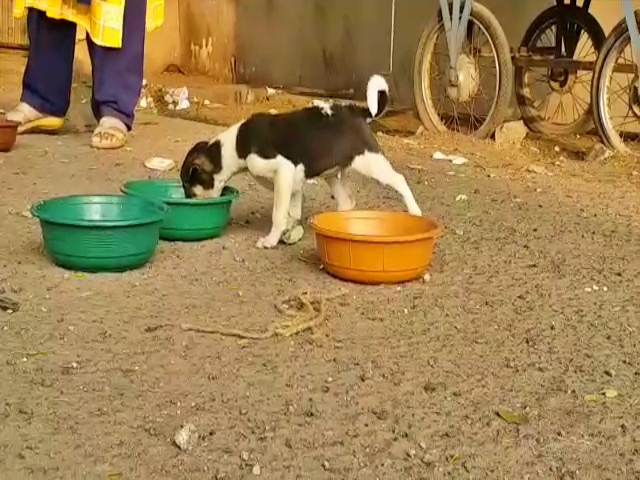 dog eating food