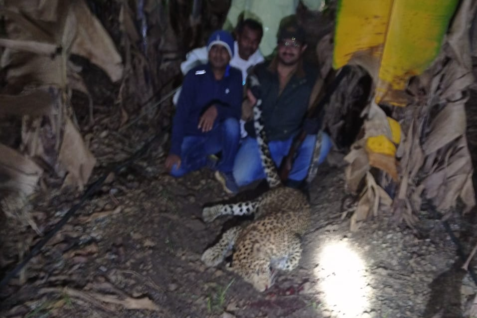 Who gave permission to dr Dhawal Singh Mohite Patil for shot the leopard