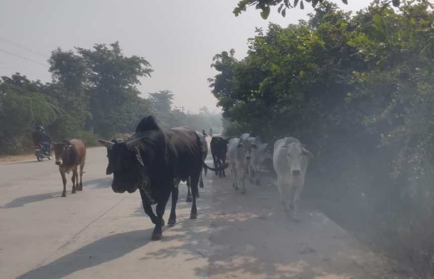 आवारा गोवंश बन रहे सड़क हादसों की वजह