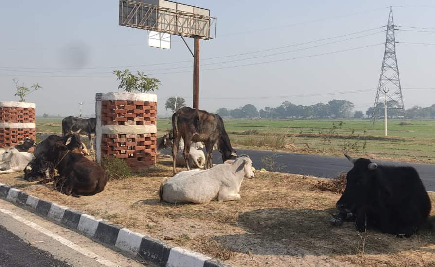 आवारा गोवंश बन रहे सड़क हादसों की वजह