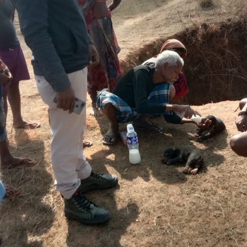 Villagers taking care of bear cub in Udaipur Surguja