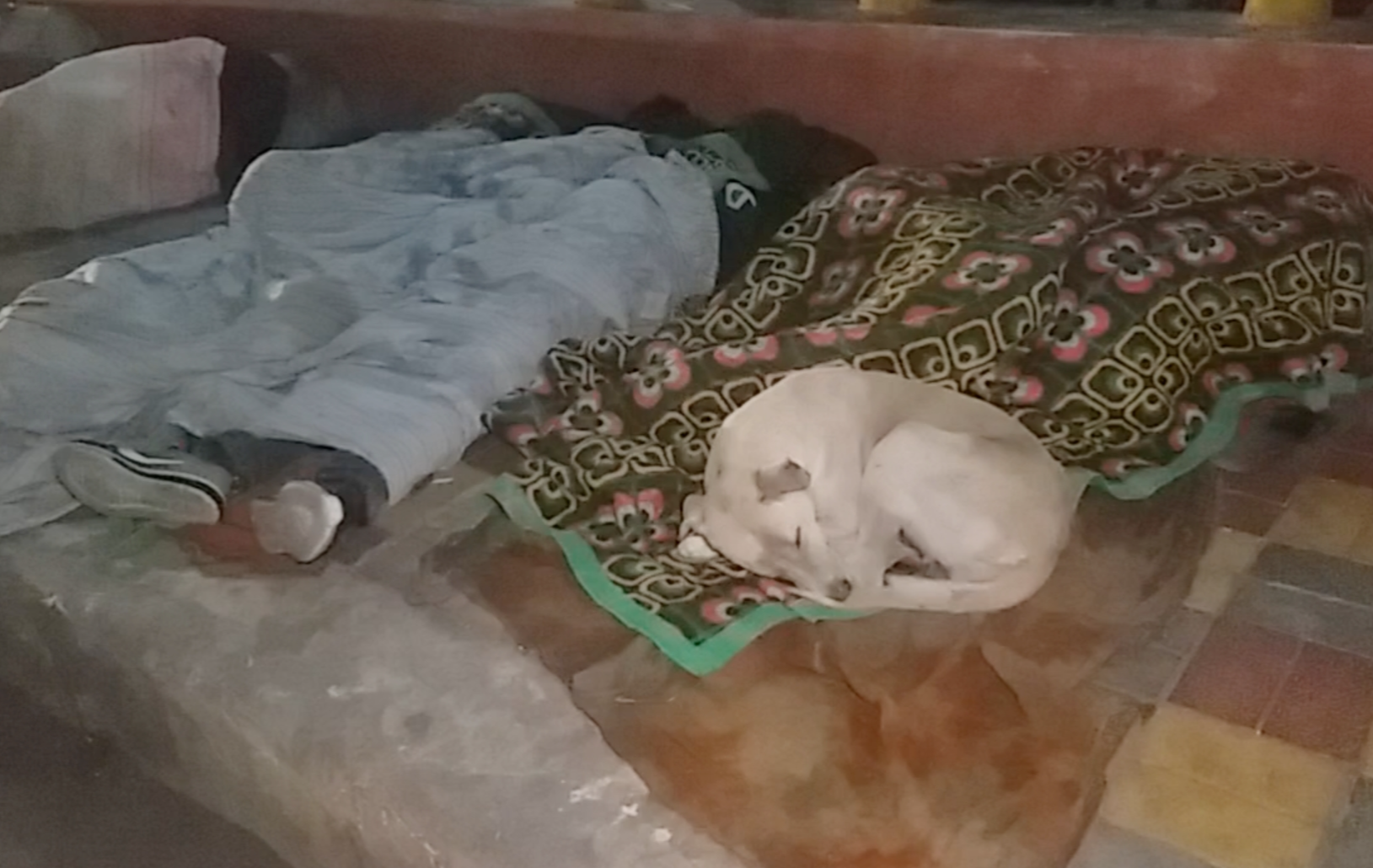 people sleep with dogs on road in lucknow