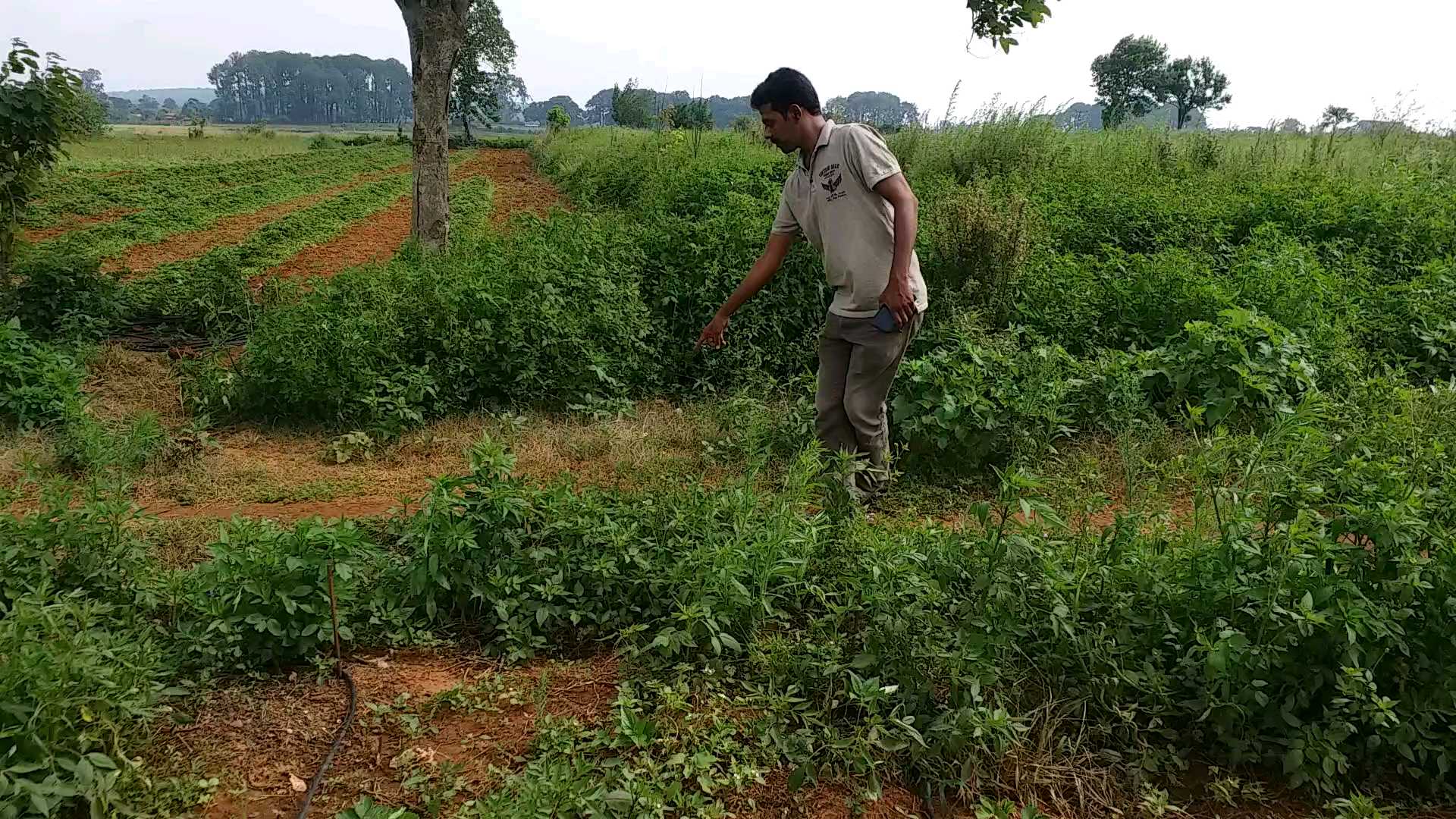 SRINIVASAN RAJU