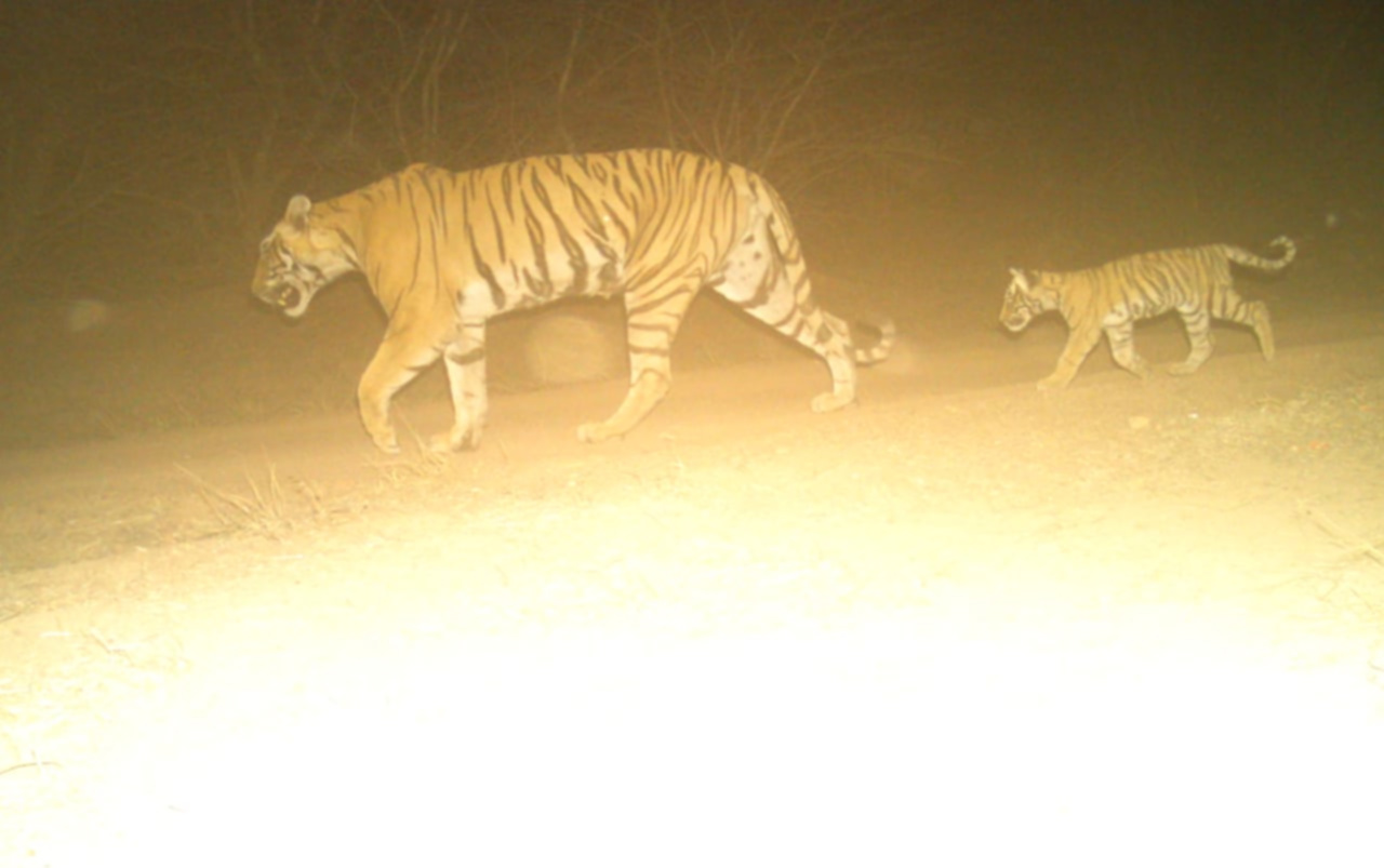 Tigers' clan rises in Ranthambore,  Sawai Madhopur latest news