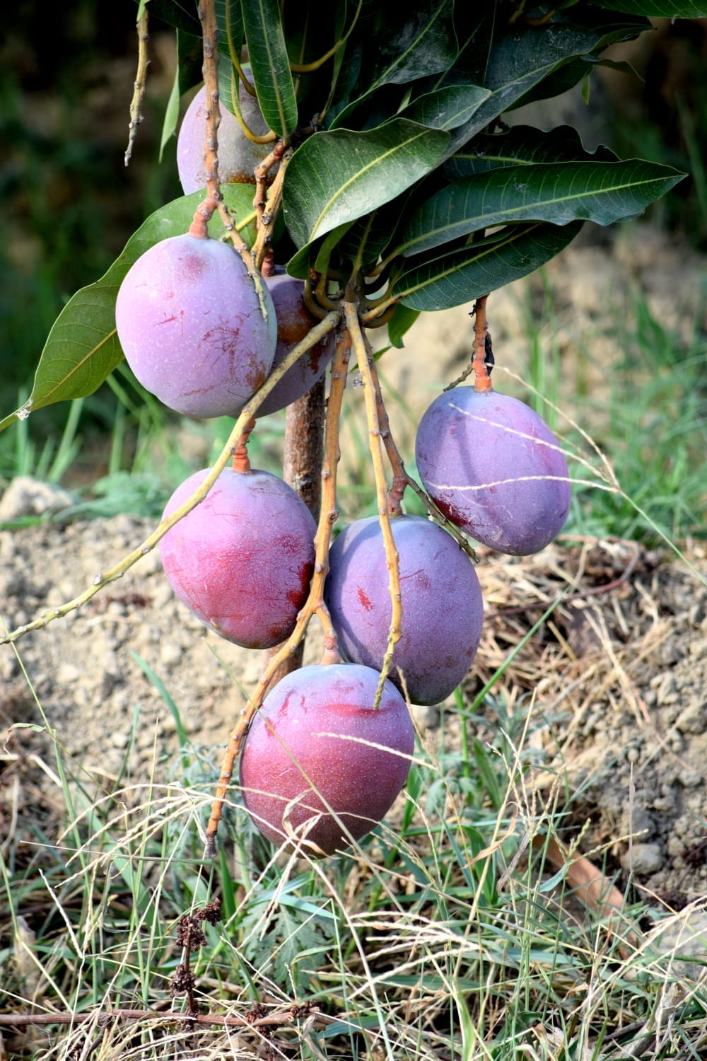 आम उत्पादन की उम्मीद