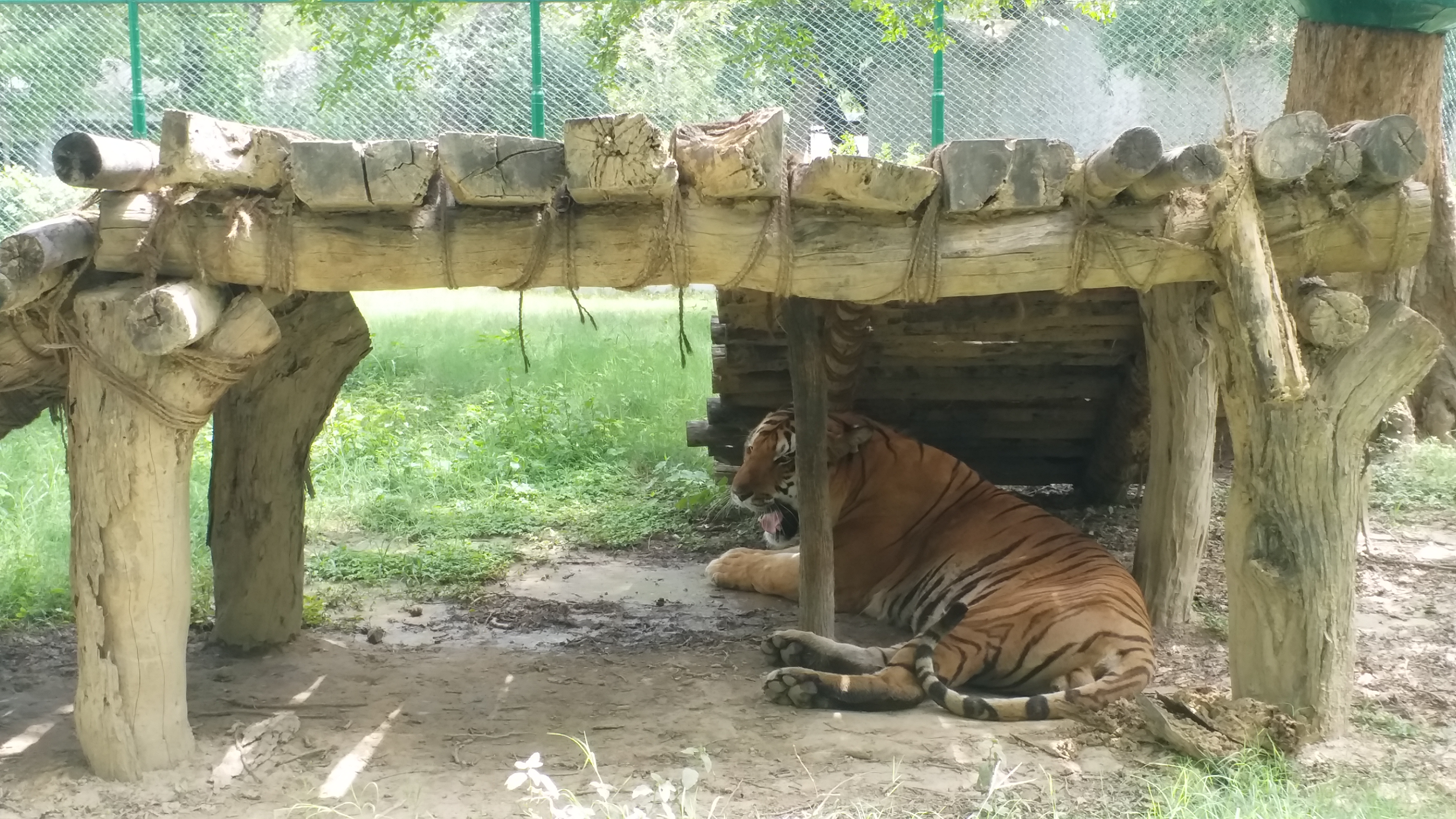 कानपुर जू में बाड़े में जानवर