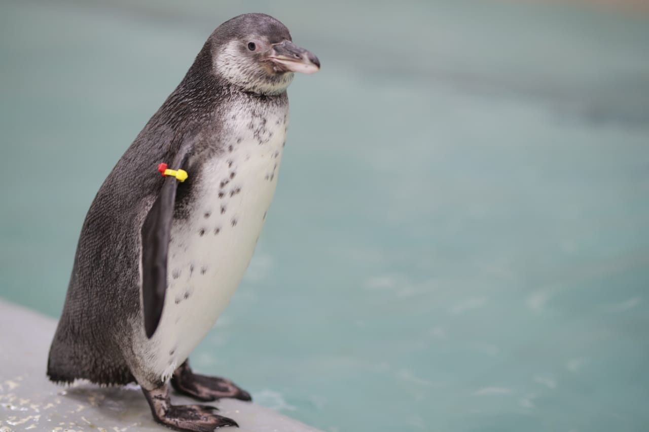 birth of the second generation of penguins in the Queen's Garden mumbai