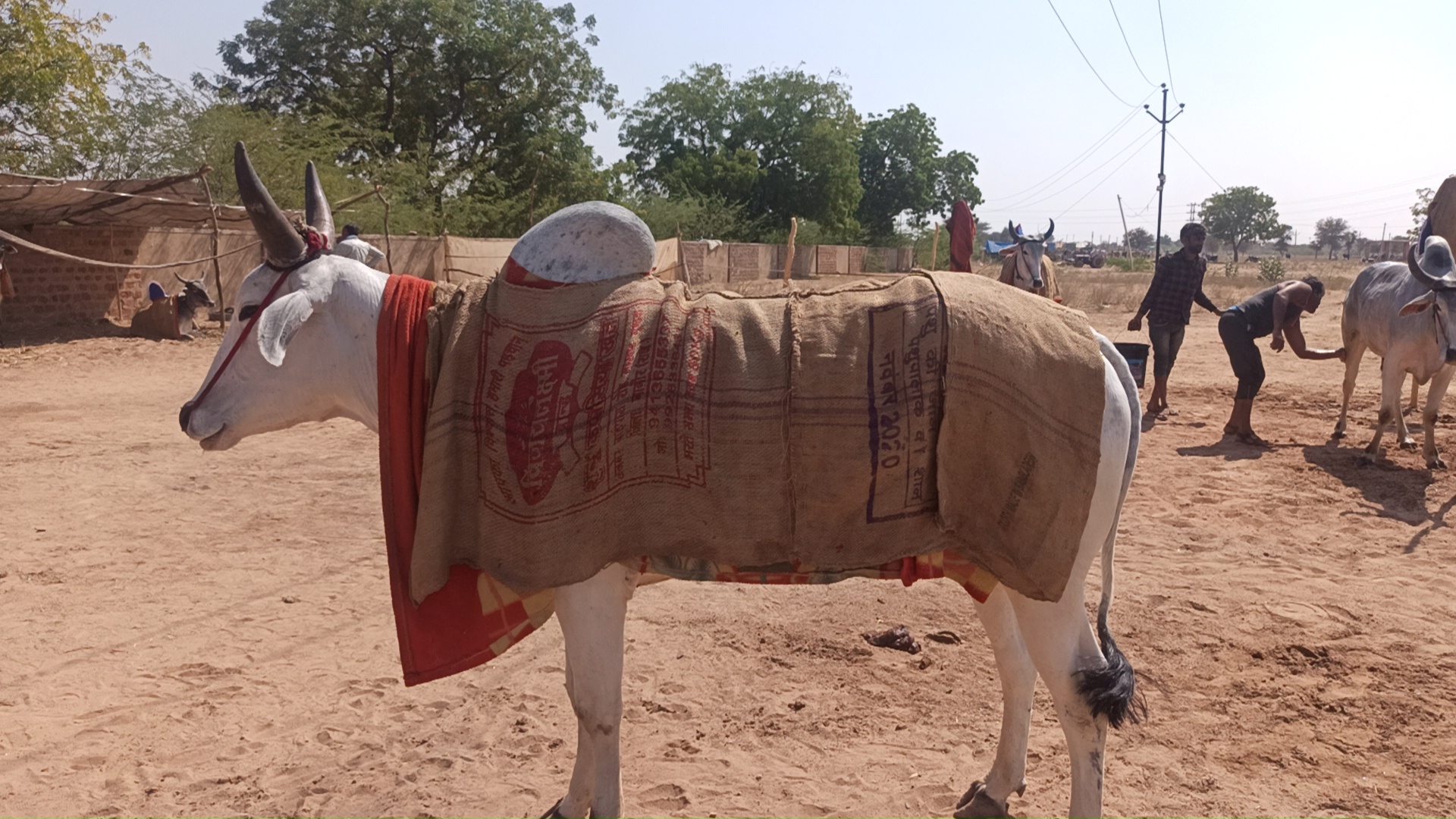 पशु मेले में नागौरी बैल, श्रीरामदेव पशु मेला, Nagaur News