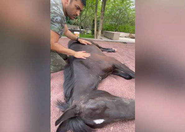 MS Dhoni Pampers His Horse, Wife Sakshi Singh Shares Video