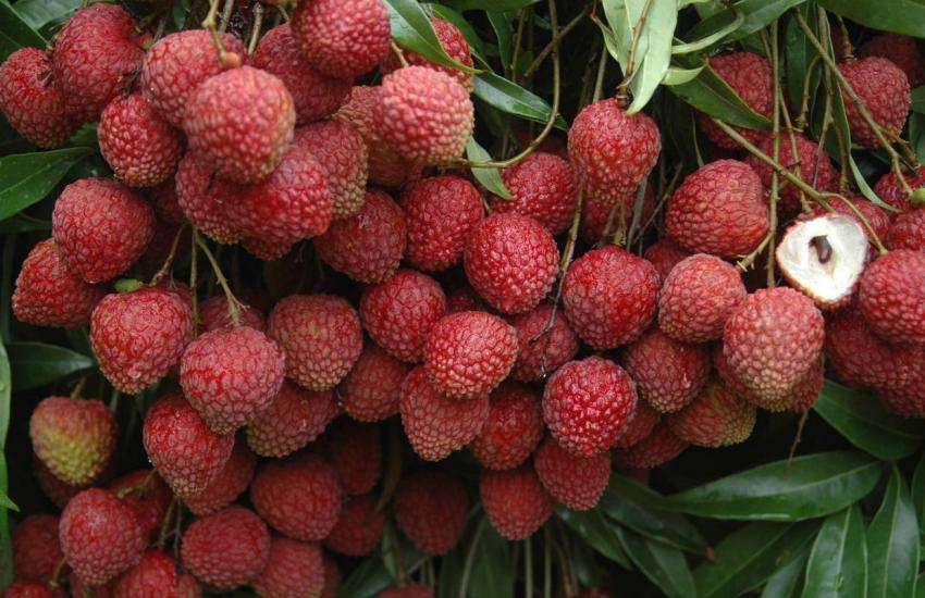 New technique of litchi production to produce more