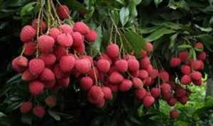 Bihar accounts for 40 to 50 percent of the country's litchi production