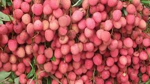 royal litchi of muzzaffarpur