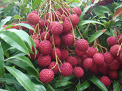 New technique of litchi production