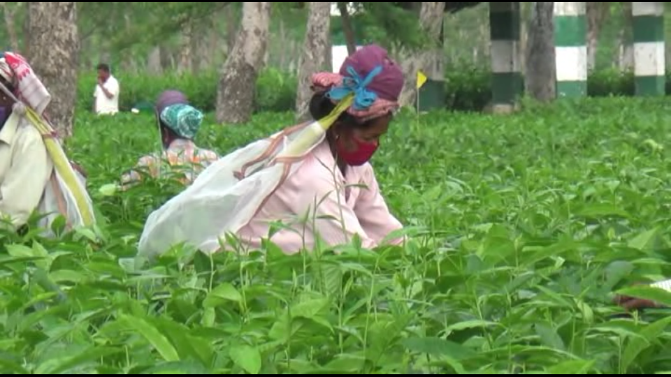 amguri-borma-tea-garden-collection-godoric-tea-state