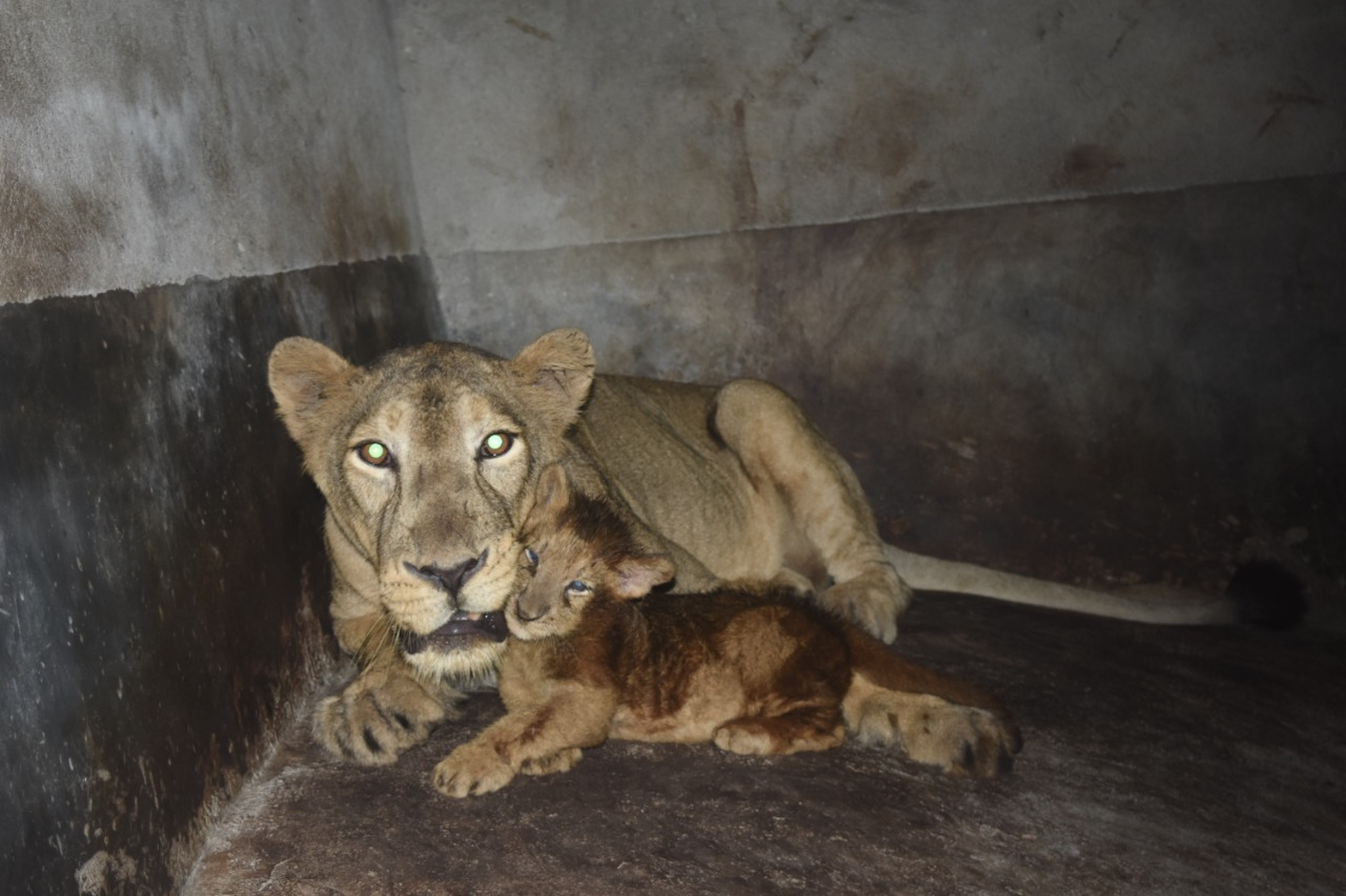 new guest in state zoo of assam