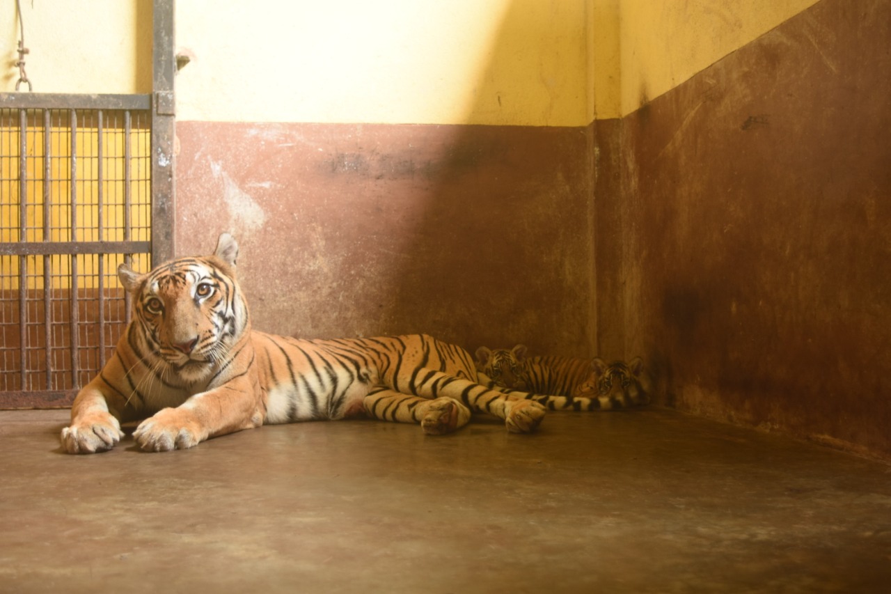 new guest in state zoo of assam