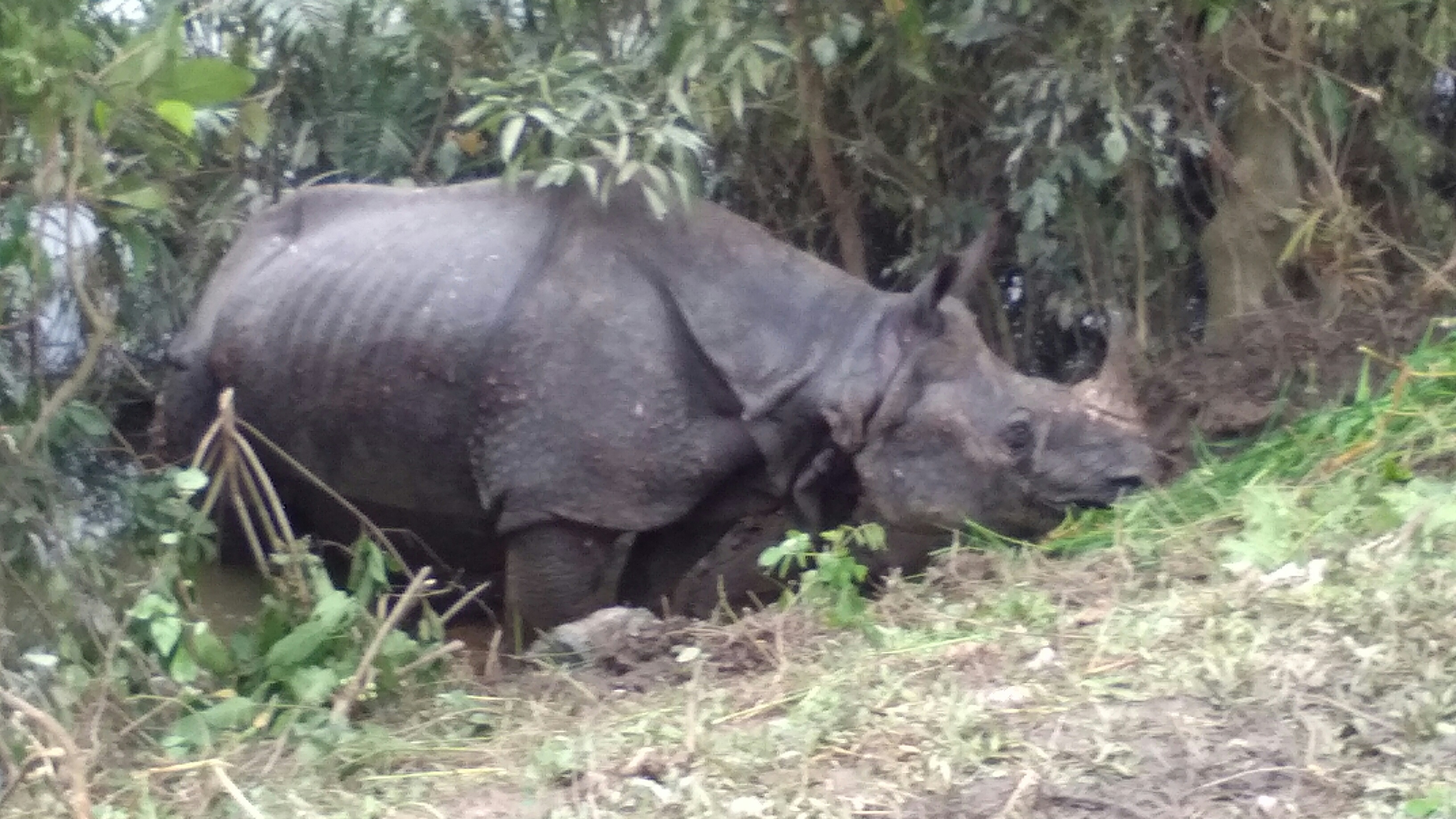 বিশ্ব বিখ্যাত এশিঙীয়া গঁড়