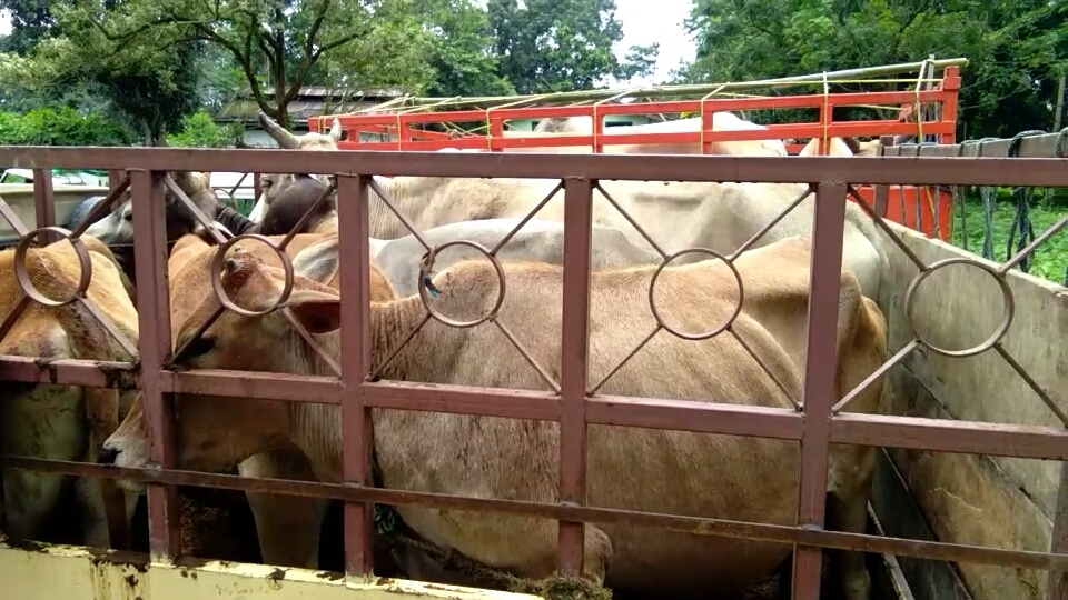 Illegal Cattle Smuggling gang arrested at kaliabor