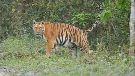 Tigers are considered as an 'Umbrella Species'