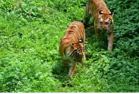 Tigers are considered as an 'Umbrella Species'