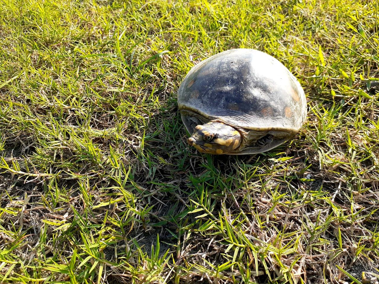 Snake and Tortoise Rescued at Kaliabor