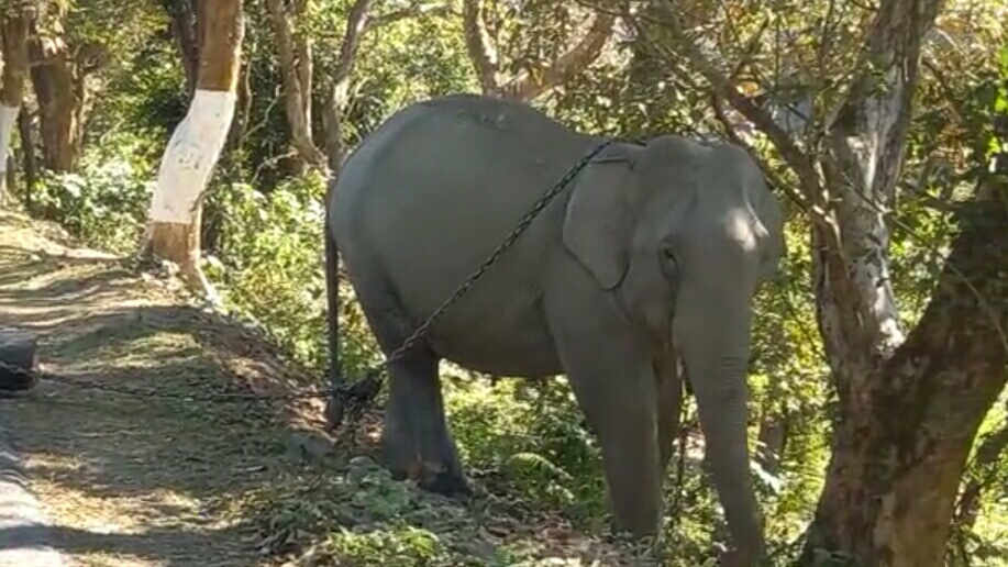 road-close-by-domestic-elephant