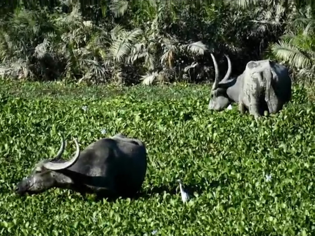 normal-life-of-animals-came-back-in-kaziranga-national-park