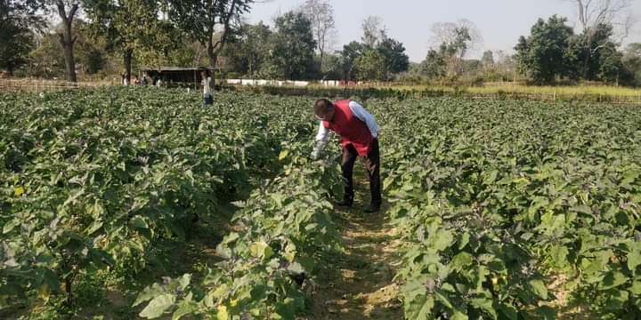 প্ৰগতিশীল খেতিয়ক প্ৰিয়নাথ দাসৰ খেতিপথাৰ পৰিদৰ্শন ৰাজীৱ থাপাৰ