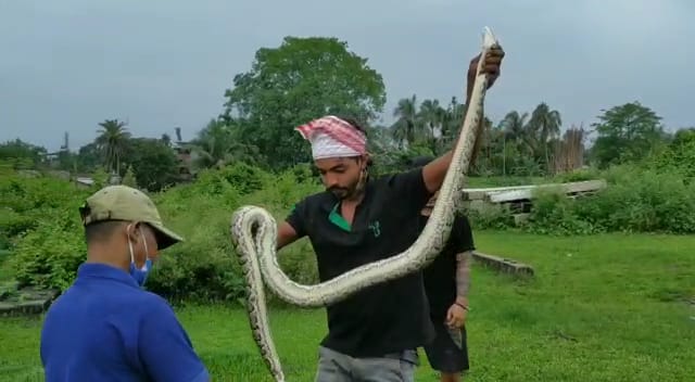 python rescued