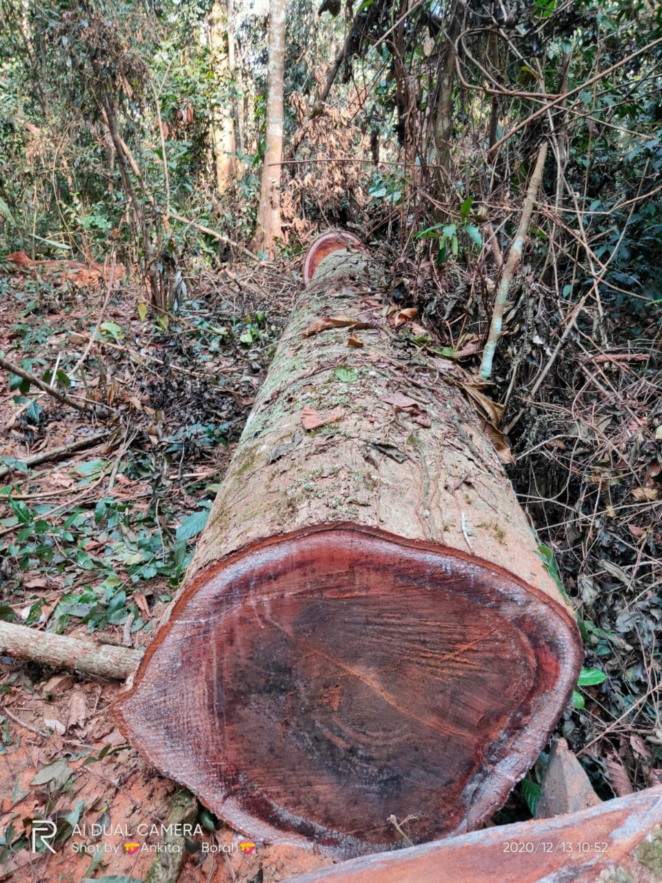 Deforestation at Dihing Patkai