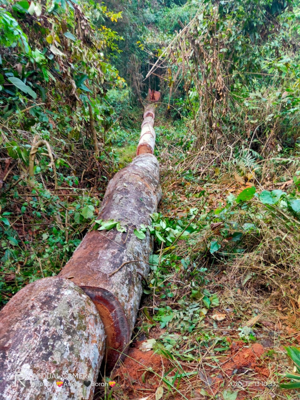 Deforestation at Dihing Patkai