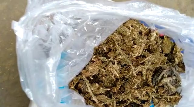 One Ganja peddler arrested By Police at Lahowal, Dibrugarh District