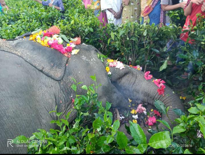 Margherita jagun wild elephant death