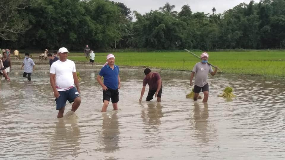 naharkatia mla activity on agriculture field